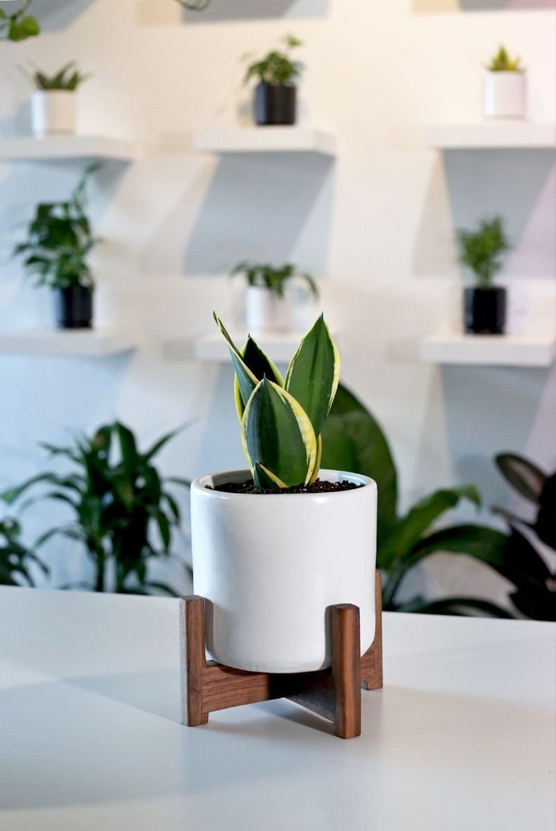 Teak wood Planter - Set of 4 - Indoor Plant pot Stand - Image 4